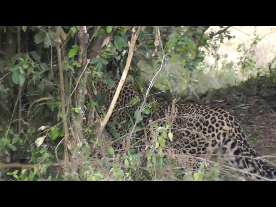 Beautiful Leopard On The Masai Mara, Kenya, Africa