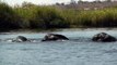 Family of Elephants Swim Across The Chobe River, Botswana, Africa