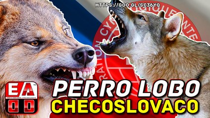 EL PERRO LOBO CHECOSLOVACO - PERRO DE PASTOR Y PERRO BOYERO - FCI 332 MXCB