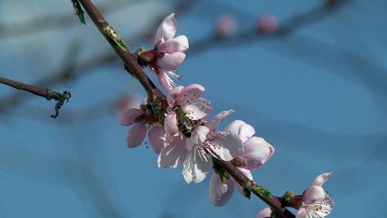 The Good, The Bad And The Ugly Of African-American Mortality In The US