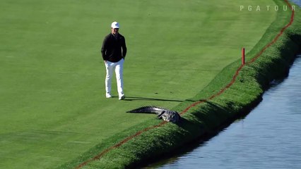 Cody Gribble's alligator encounter at Arnold Palmer Invitational