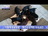 빙글빙글 돌며 밥을 먹는 귀여운 강아지들! [광화문의 아침] 235회 20160519