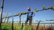 Climate change battle heatsAustralian winemakers