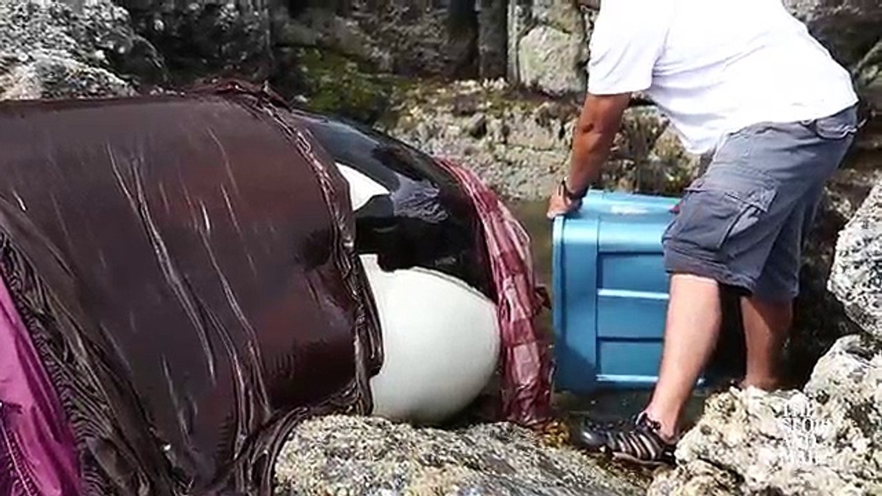 Échouée sur un rochet, cette orque pleure depuis des heures pour être secourue... maintenant regardez bien qui vient à