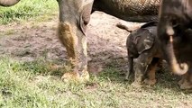 Elephants for Kids - Elephants Plag - African Animals