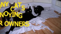 Funny cats annoying owners - Cute cat compilation_1