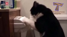 Funny cats annoying owners - Cute cat compilation_2