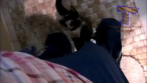 Funny cats annoying owners - Cute cat compilation_8