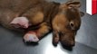 Penyiksaan anjing: anak anjing dimutilasi kakinya, diselamatkan oleh penyelamat hewan - TomoNews