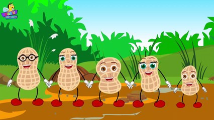 Finger Family Peanut Finger Family _ Finger Family So