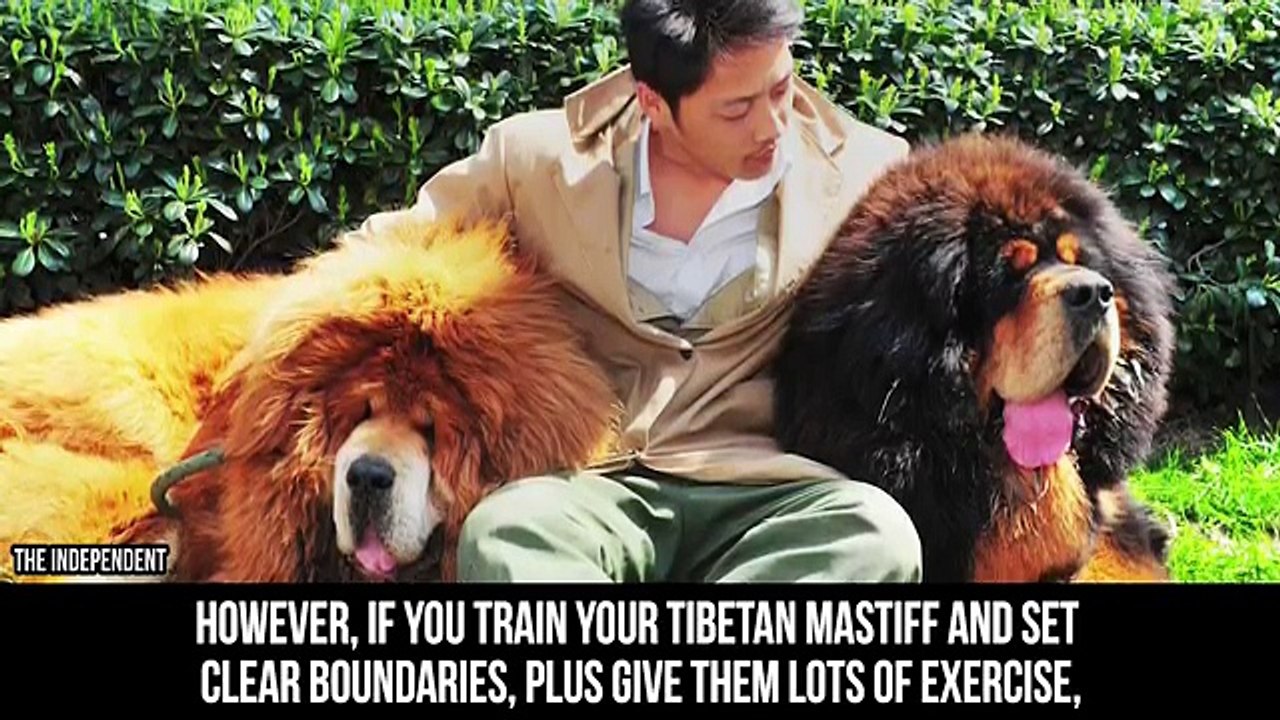 10_Most_Dangerous_Dogs_in_the_World