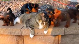funny puppies video compilation 2017