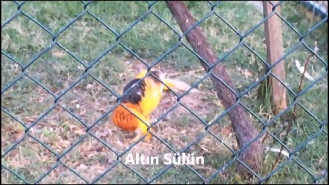 10 çeşit hayvan sesi orijinal