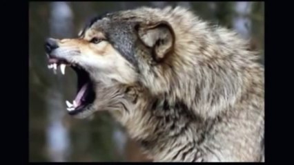 Gerçek Kurt Uluması Kurt Sesi