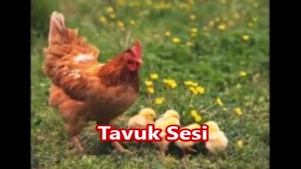 11 çeşit hayvan sesi orijinal