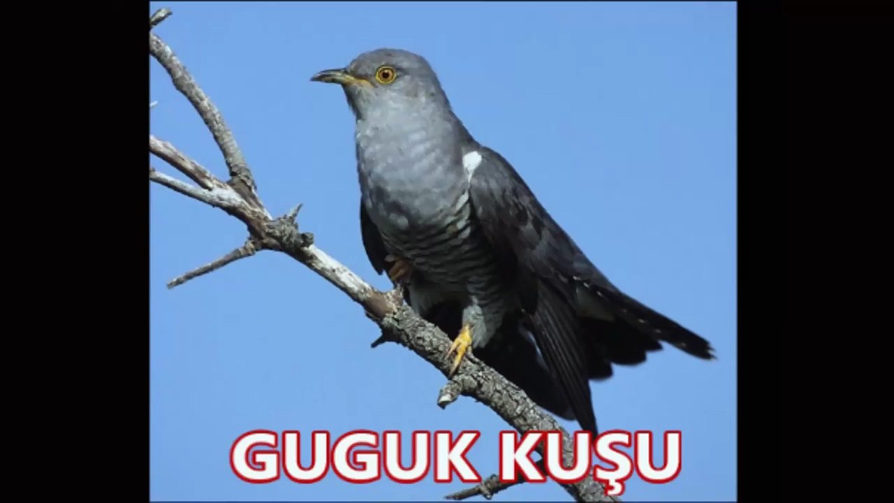 Guguk Kuşu Sesi