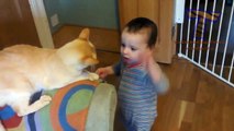 Babies and pets having fun together - Funny and cute235235