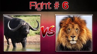 EXTREME AND CRAZY ANIMAL FIGHTS