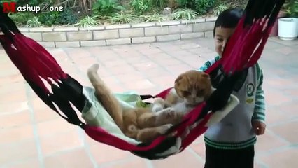 Funny Cats Acting Like Humans Compilation 2017-Full HD