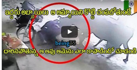 Brave cow attacks two men