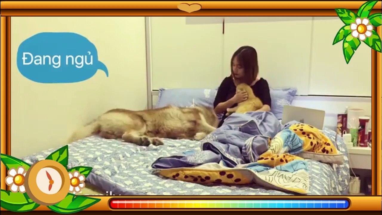 Sleep dogs