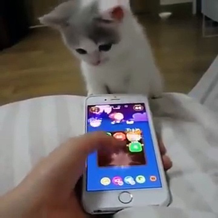 القطة جن جنونها من الهاتف هههه
