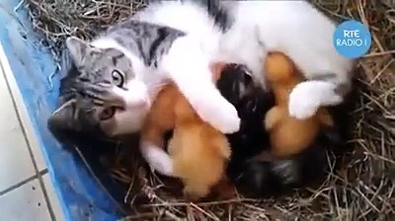 قطة تدهش العالم و تحضن صغار البط ❤️ سبحان الله❤️
