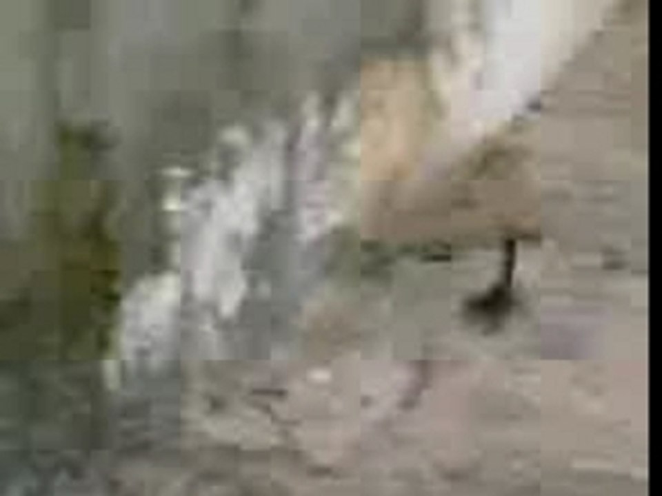 Cat Attack