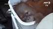 Baby orangutans resolice sting[1]