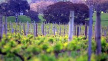 Climate change battle heats u Australian winemakers