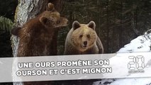 Pyrénées: Une ourse promène son ourson et c'est mignon