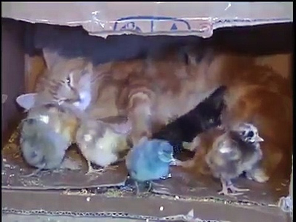 Kedi Civcivlere annelik yapıyor