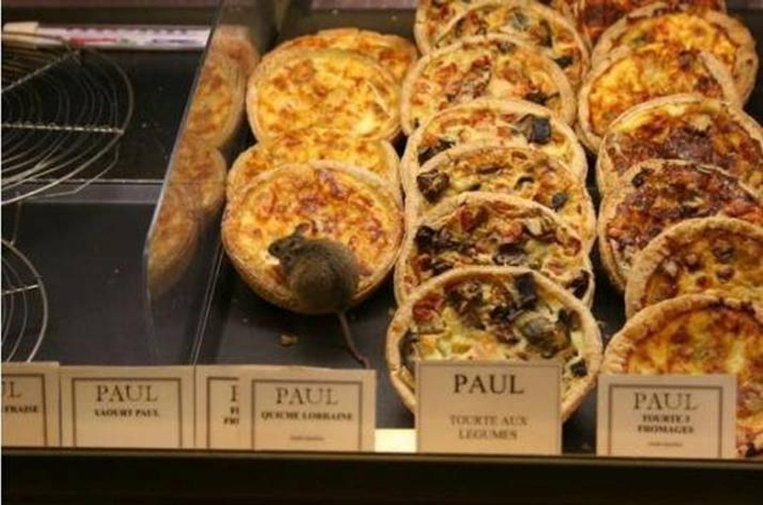 Petite souris en promenade chez Paul LOL