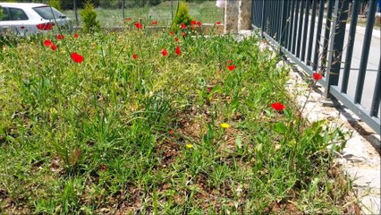 Fleur de Passion 2017 - Départ du chantier