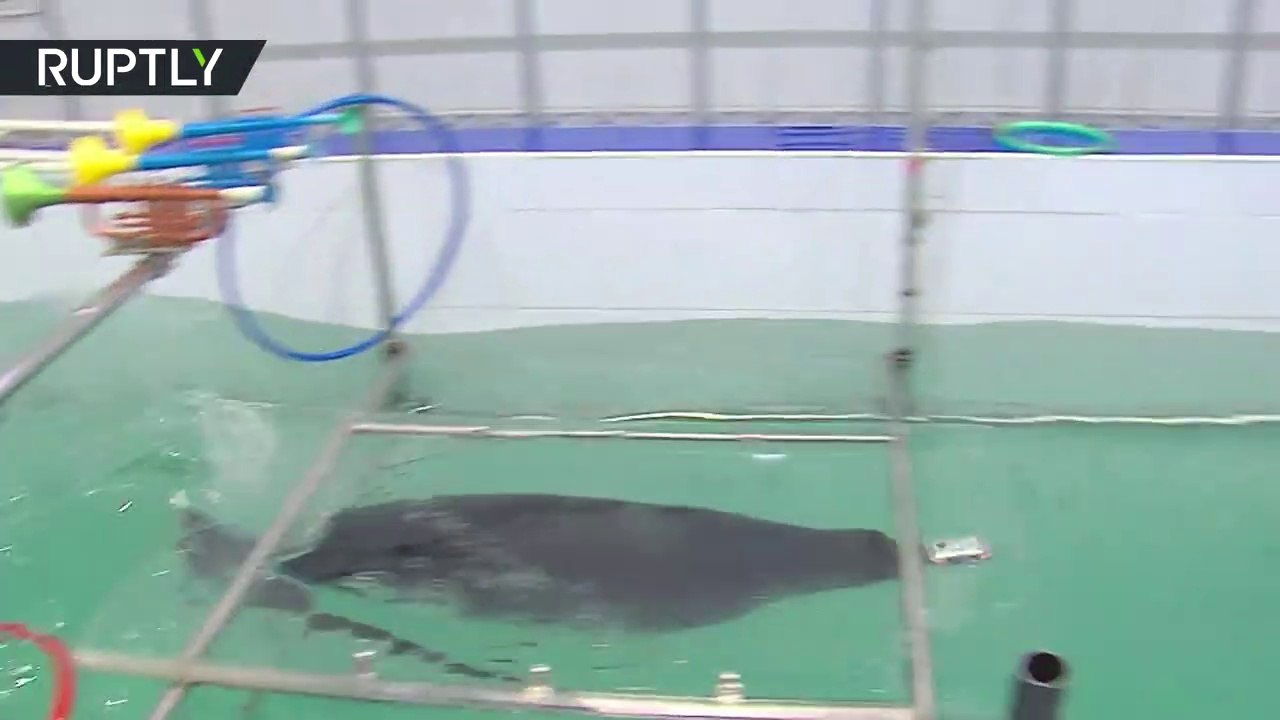 La russie dresse des phoques à l'attaque et la manipulation de bombes