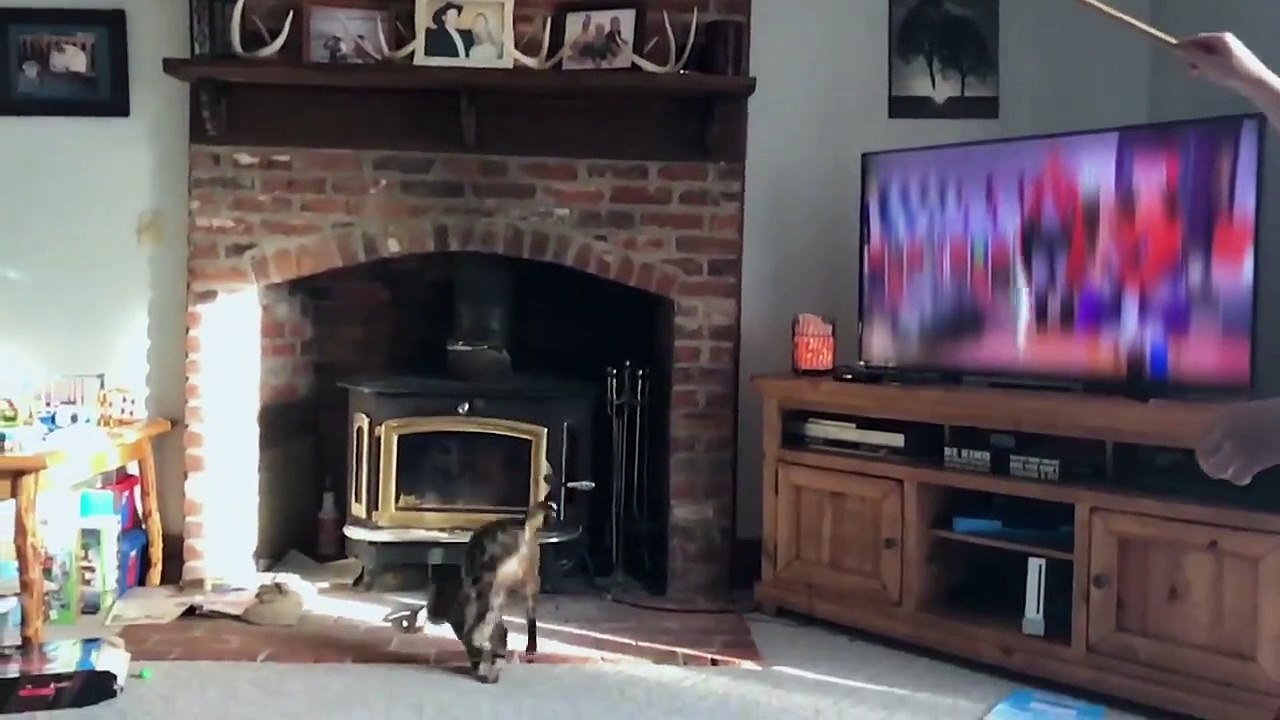 Saut de chats en Slow Motion... Incroyable