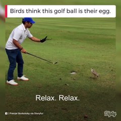 下载视频: Ce couple d'oiseaux prend cette balle de golf pour leur oeuf... Pas touche golfeur ou t'es mort!