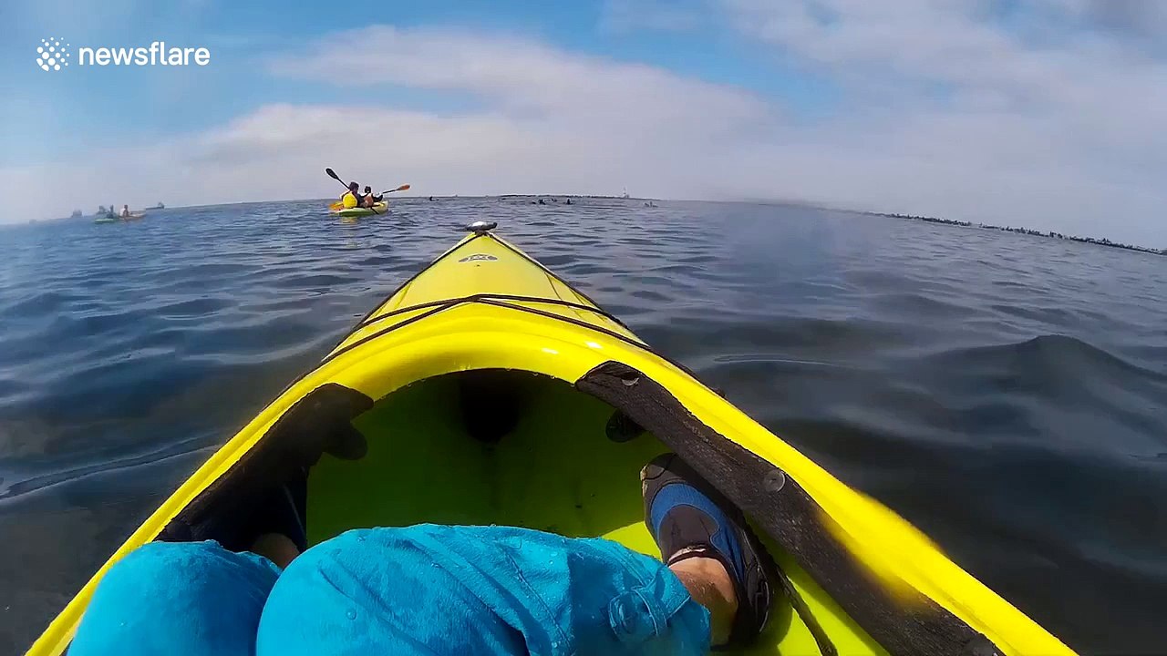 Cape seal hits kayaker in the head as it jumps out of the water