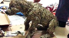 UPDATE on PASCAL - DOG DROWNED IN GLUE BY KIDS