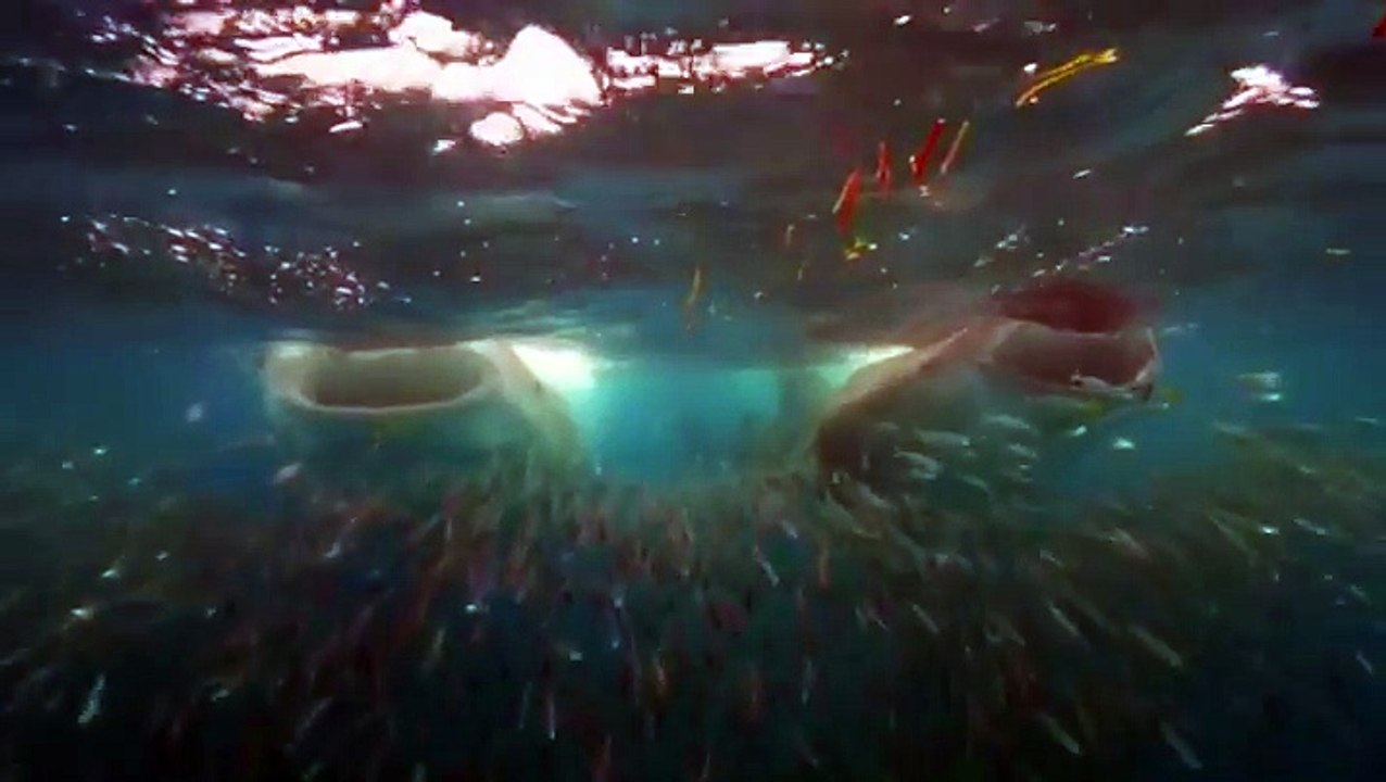 Un plongeur nage entre deux immenses requins baleine