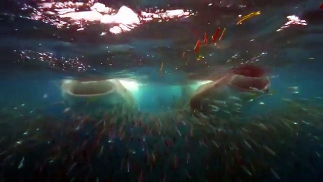 Un plongeur nage entre deux immenses requins baleine