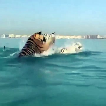 Des tigres nagent en pleine mer !