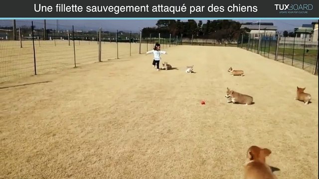 Des chiens attaquent une jeune fille