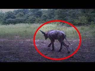 5 Forgotten Animals You Didn’t Know Are Going Extinct!