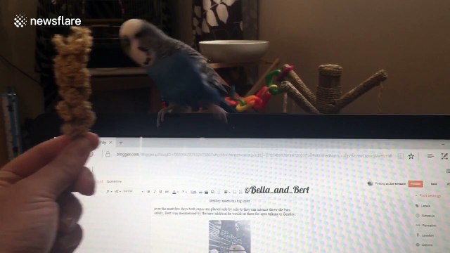 Hungry budgie follows owner's hand wherever it goes
