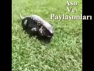 Kürtçe Dublaj Korkunç.Aso Ve Paylaşımları