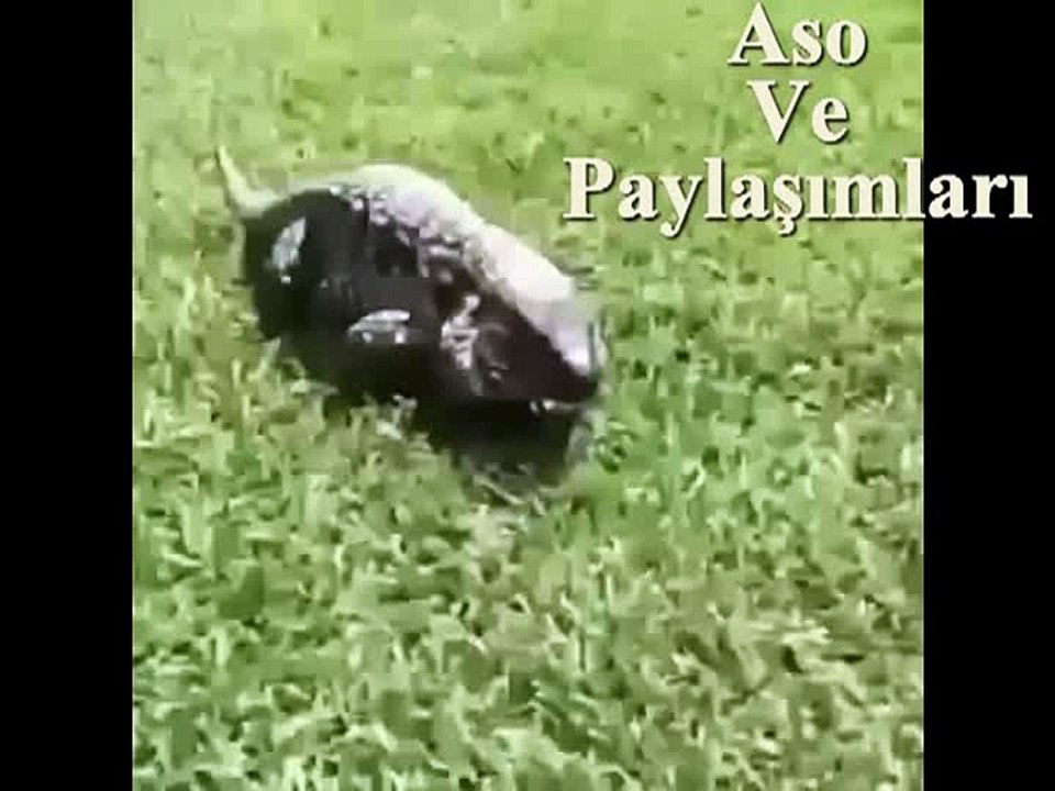 Kürtçe Dublaj Korkunç.Aso Ve Paylaşımları