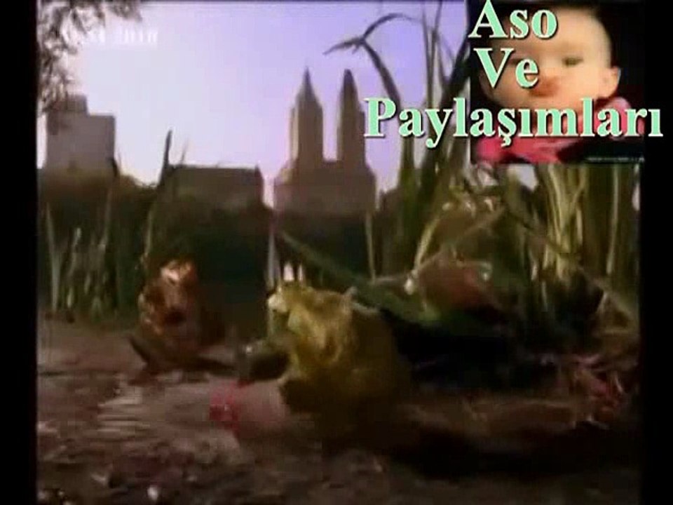 Kürtçe Dublaj Kurbağalar.Aso ve Paylaşımları