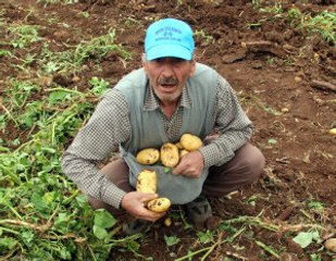 2 Eş, 18 Çocuklu Adam Çocuklarını Doyurmak İçin Başak Topluyor