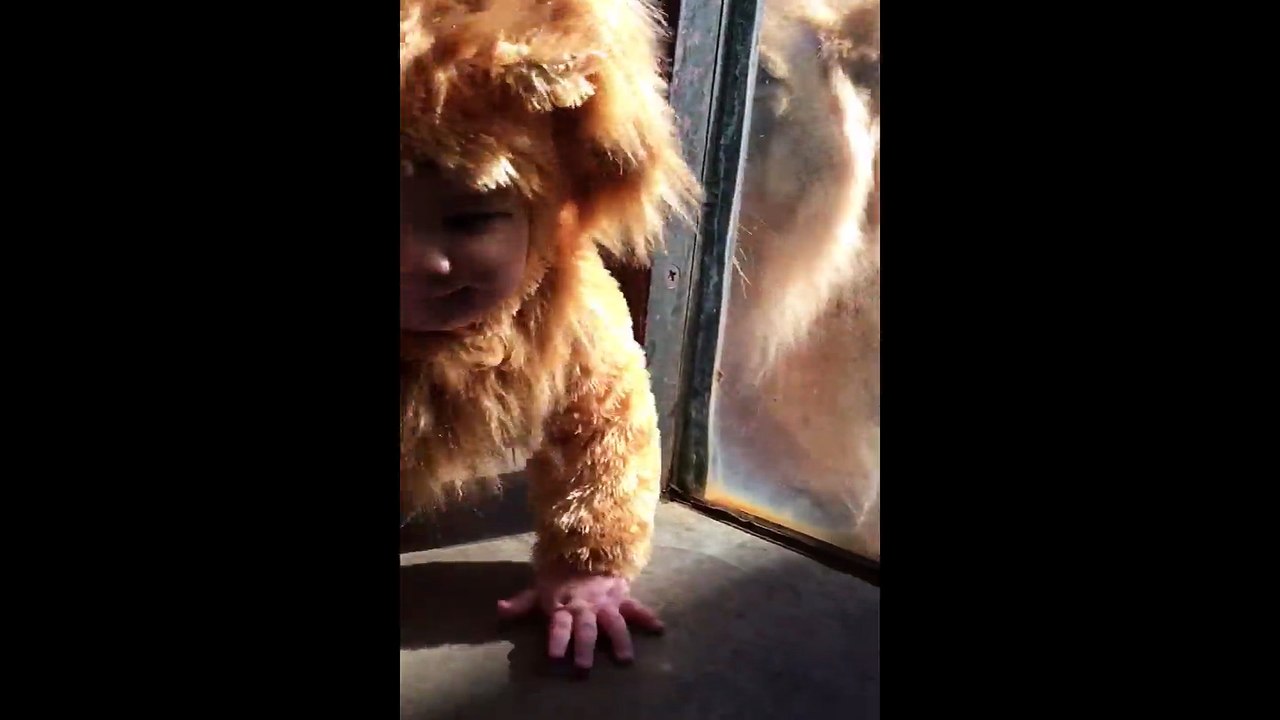 lion zoo